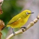 pleci pacitan pilihan jantan ( mulus )