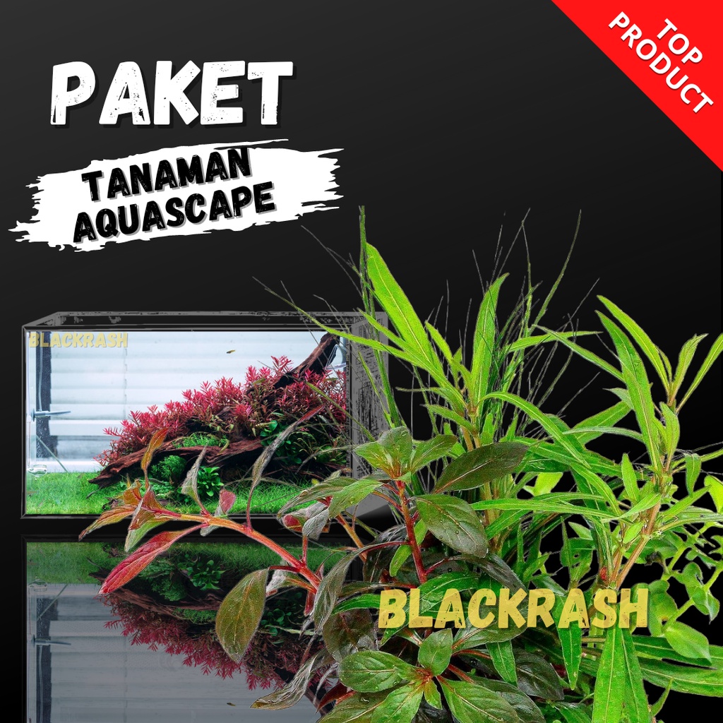 Paket Tanaman Aquascape Hidup - Tumbuhan Air Hias Aquarium