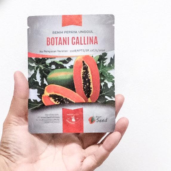 ♠ benih pepaya california asli IPB isi 150 terbaru ♞