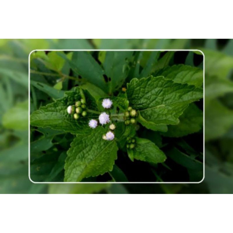 

Daun bandotan segar babadotan 1kg