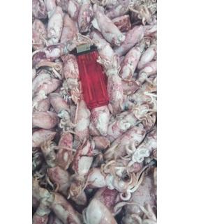 

♝ PROMO Cumi Asin beby 1kg/beby cumi asin /cumi asin rebus kecil ✺