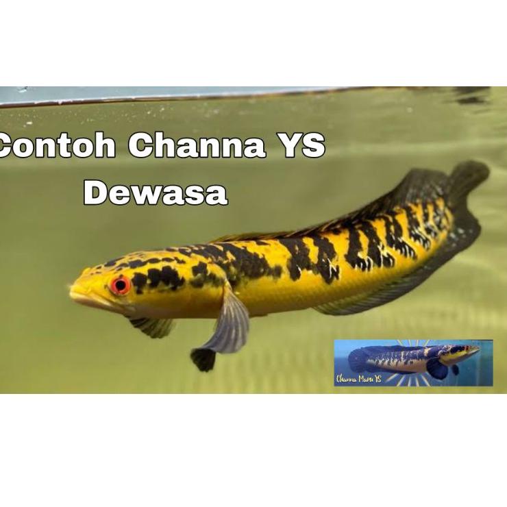 Terbaru Ikan Channa Maru Ys 14-16 Cm  Garansi Kebutuhan aqurium