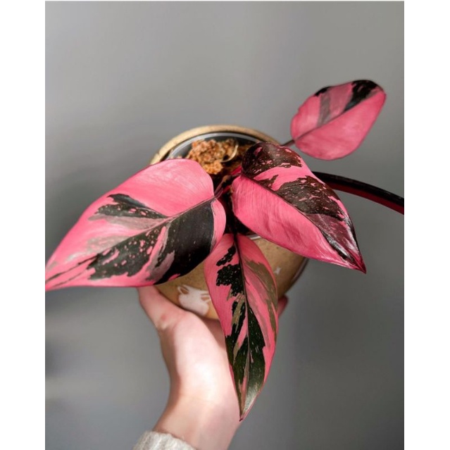 philodendron pink congo princess - tanaman hias philo - philo murah - congo princes bibit bukan bong