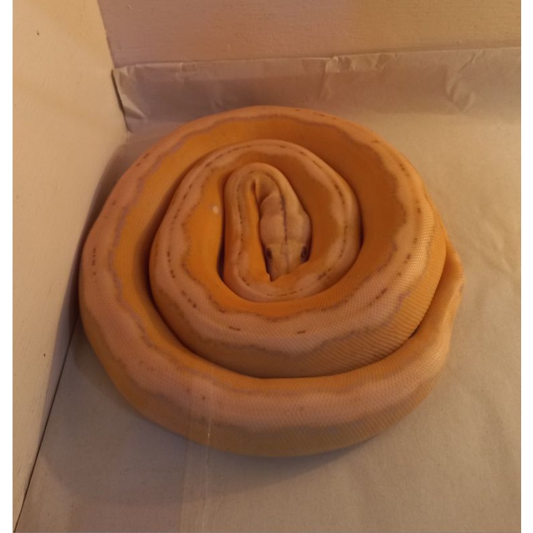 Retic Motley Tiger Lavender Citron (sold)