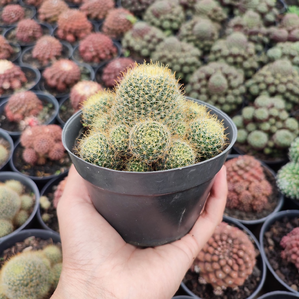 Mammillaria Wildii | D 10 Cm | Kaktus