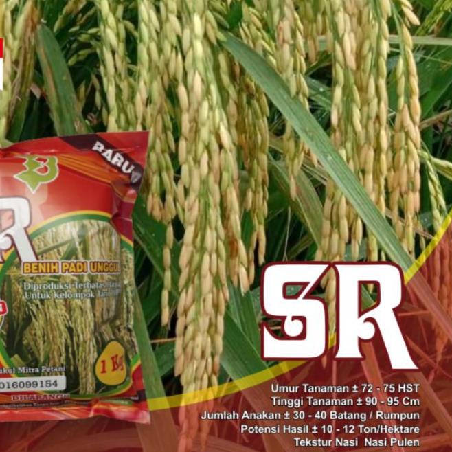 ♣ Padi Unggul SR Super Genjah Terbaru ➬
