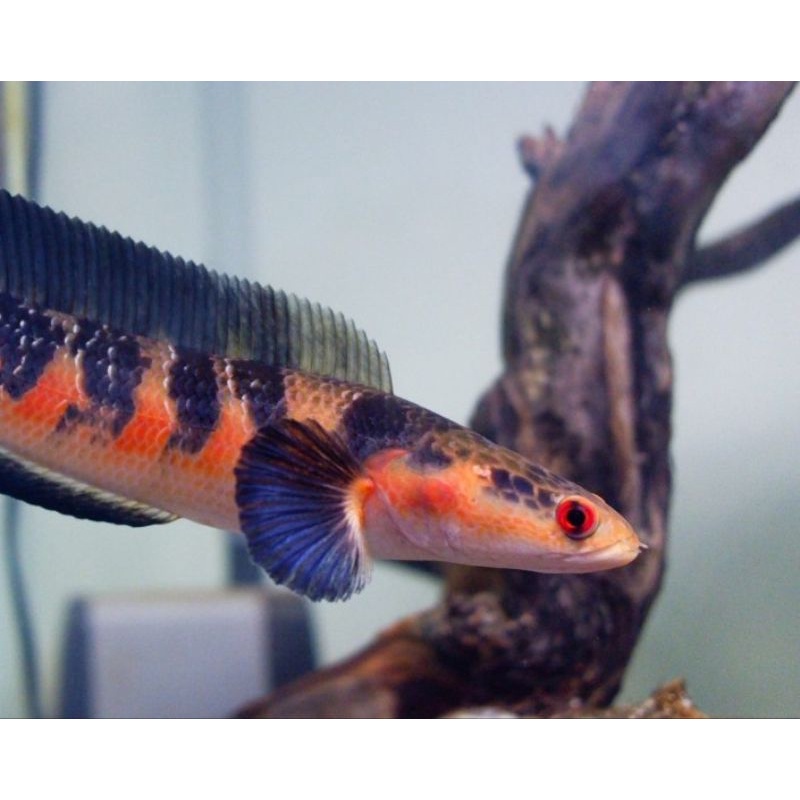 ikan Chana red Barito si merah size 4 cm baby