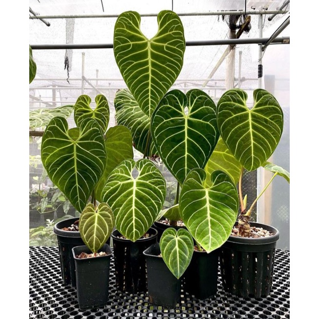 BIBIT BONGGOL PROMO Bibit Batang Kuping gajah Regale Ecodorian Equador...