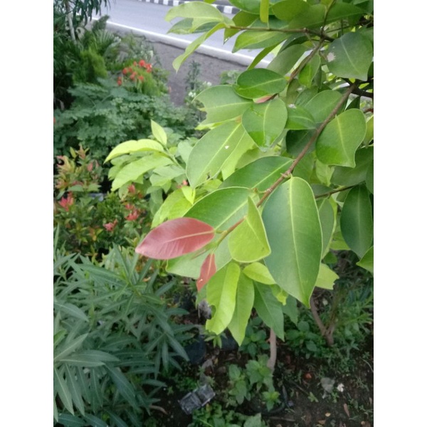 Beringin Iprik/panggang (pupus merah seperti d fto)