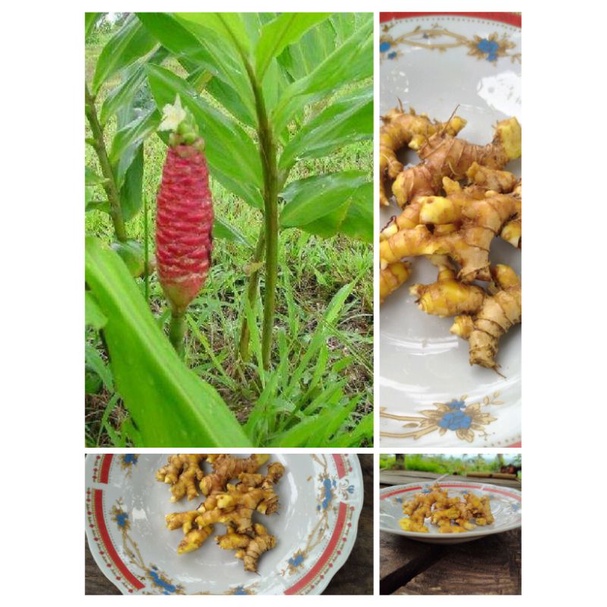 lempuyang/Puyang emprit segar 250gr