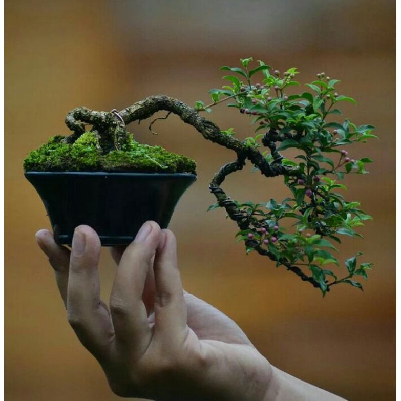 tanaman bonsai mini micro-cindrawasih sudah jadi siap tampil  - TitipBibit