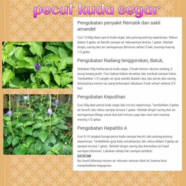 

HARGA GROSIR Daun Pecut Kuda atau Jarong Segar 1 Kg Murah TERLARIS