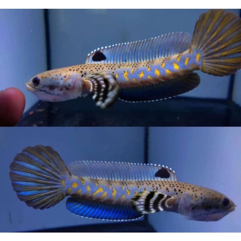 Chana blue pulchra size 6-7 petarung kaca