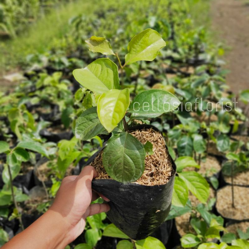 Bibit Tanaman Buah Kesemek Super Berkualitas Unggul Pohon Hidup - TitipBibit
