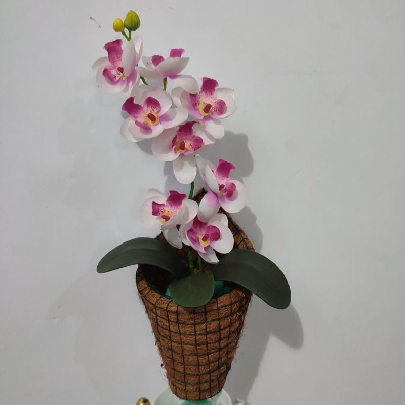 anggrek tempel | bunga anggrek media asli | bunga anggrek palsu