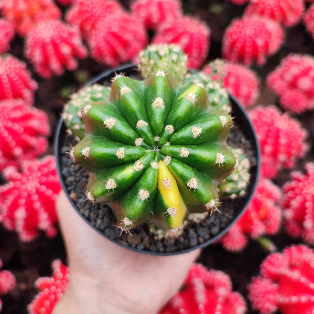 Echinopsis Variegated | D 10 Cm | Kaktus