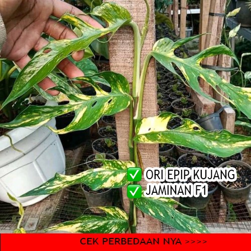 Epipremnum Kujang Varigata F1 / Epip Kujang Ori F1