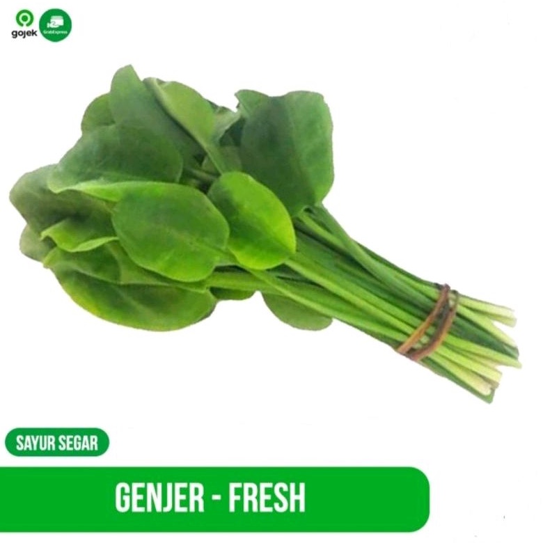 

SAYUR GENJER SEGAR DAUN GENJER FRESH