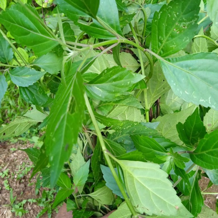 

daun kumis kucing 1 kg