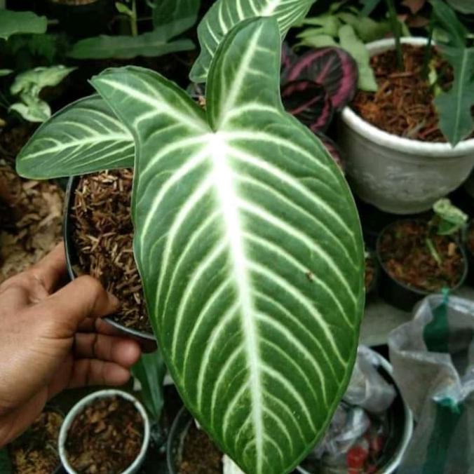 tanaman hias keladi anthasoma - keladi zebra - tanaman koleksi