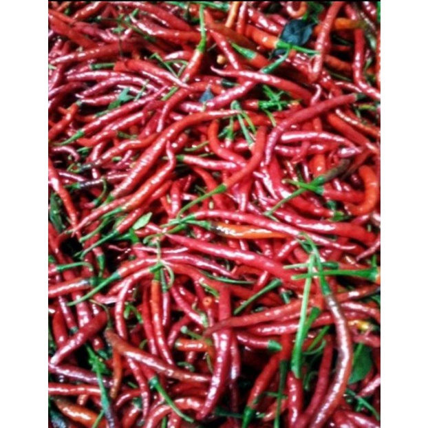 Benih biji cabe TM padang