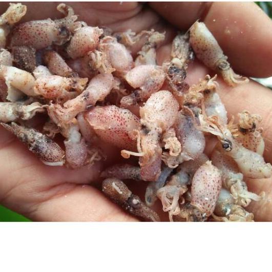 

♨ Bayi bayi cumi 500gr-Baby cumi uk 0,5-5cm ♦