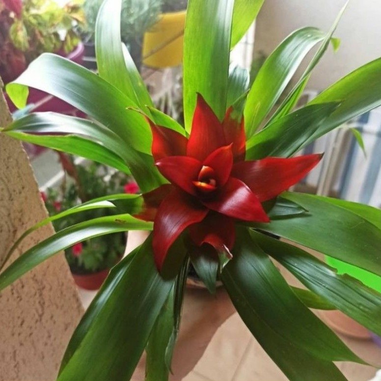 ( BISA COD ) TERMURAH! Bunga Hias Bromeliad Guzmania Bunga Merah / Tanaman Hias Bunga Bromelia Gusmania Merah / Tanaman Hidup Bromelia Guzmania Sudah Berbunga pohon hidup - TitipBibit