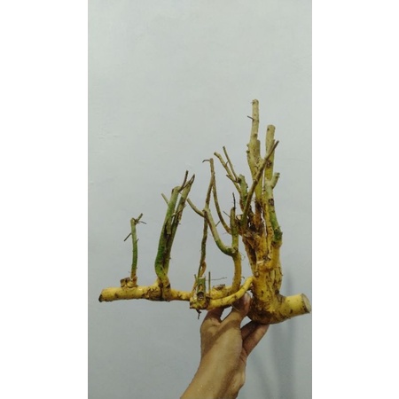 bahan bonsai serut Raff mini