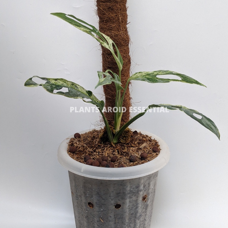 Monstera Janda bolong varigata original - Tanaman  janbol varigata lokal (REAL PICT)