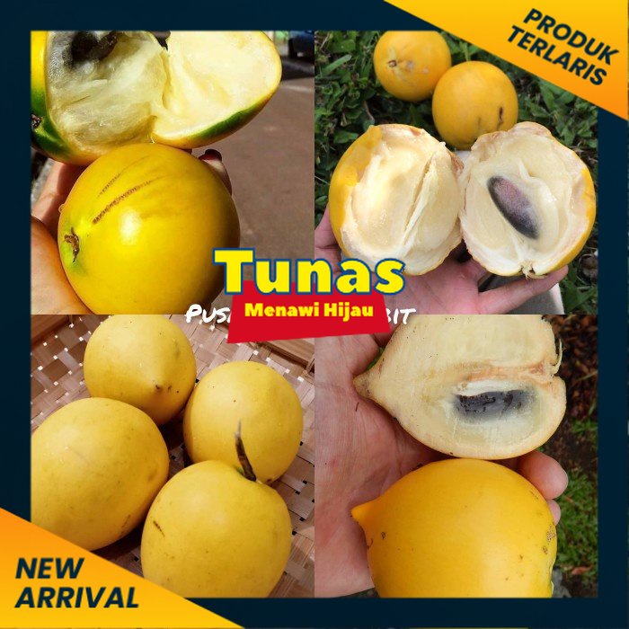 Bibit Sawo Australia (Abiu)