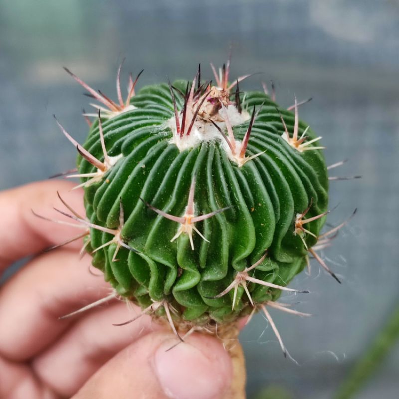 Stenocactus multicostatus Ownroot Seedling Import