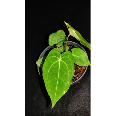 Anthurium Forgetti Hybrid