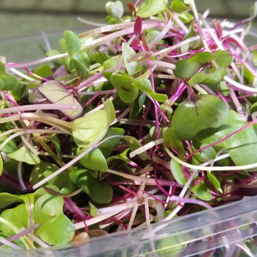 Benih Biji Bibit Rainbow Radish Microgreen Organik 1 Gram - 1 pcs