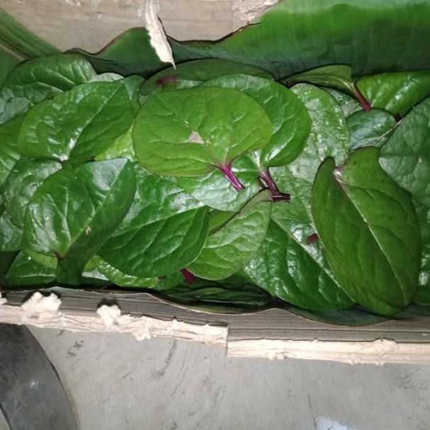 

J28 Daun binahong merah segar 100 gram PENJUALAN TERBANYAK ㅦ