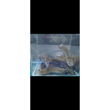 Baby auranti UK 4-6 cm