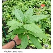 Entres Alpukat Impor Lamb Hass Avocado