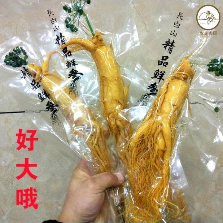 

BAYAR DI TEMPAT GINSENG KOREA FRESH 100G JAMINAN 100% ORIGINAL