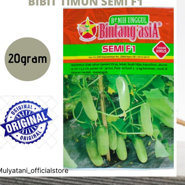 Paket Murah Benih Bibit Timun Lalap Semi F1 20Gram Original Bintang Asia Bibit Mentimun