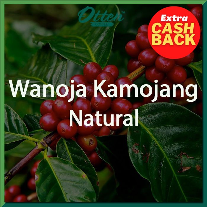 

NO_MORE Green Bean Kopi Arabica Wanoja Kamojang Natural Process - 1 KG - Biji Kopi Mentah Siap