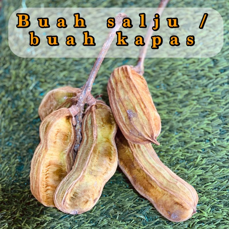 

READY STOK BUAH SALJU!!!buah salju|buah salju bedugul|buah langka|buah salju bali