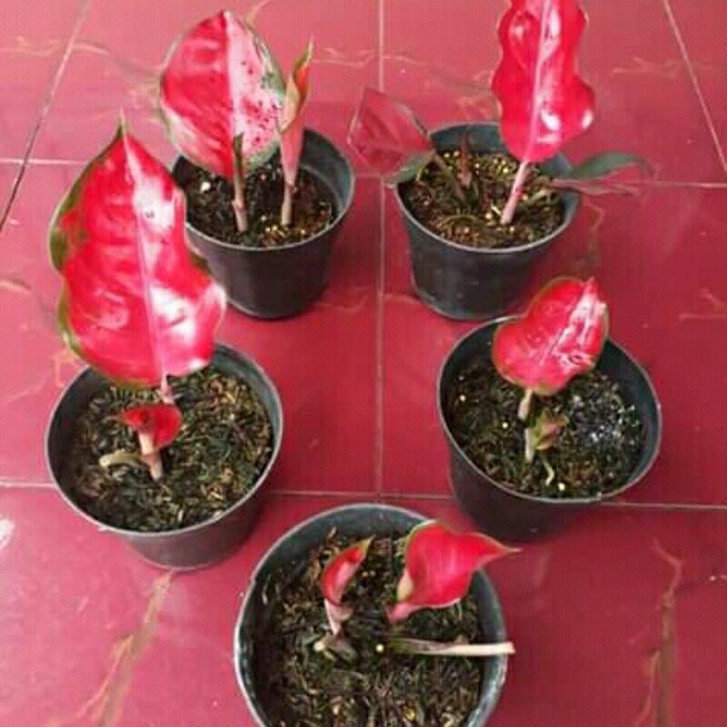 BIBIT BONGGOL Bibit Bonggol aglonema suksom jaipong-aglaonema-tanaman hidup-bunga hidup murah