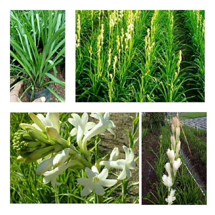 tanaman hias sedap malam - pohon sedap malam / Tanaman Hidup Bunga Sedap malam