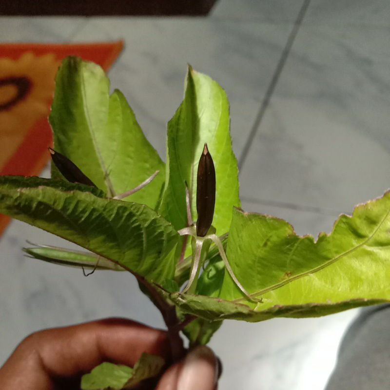 daun pletekan kencana ungu kencono ungu 10 batang