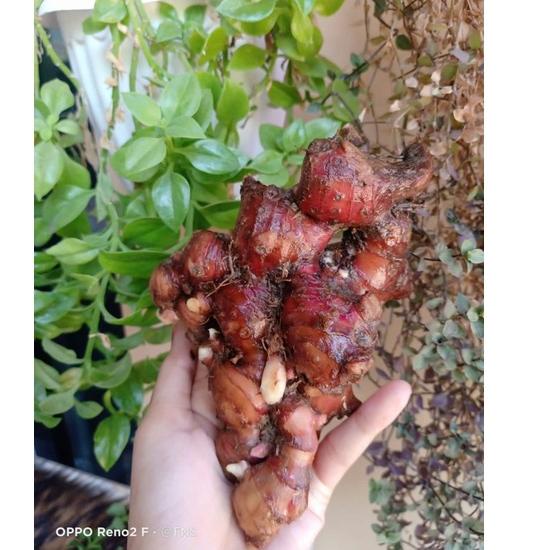 

❤[PROMO ⚡ALE!!!]❤ JAHE MERAH FRESH / JAHE MERAH LOKAL / JAHE MERAH KILOAN
