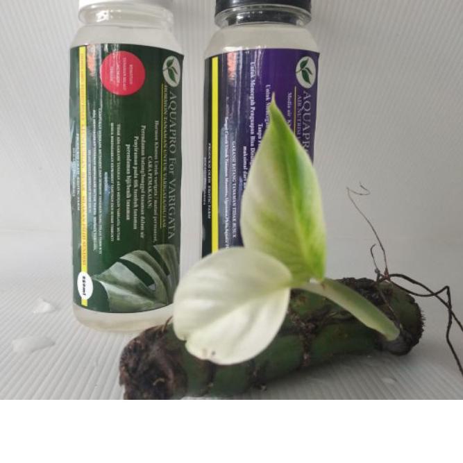 ❀ HORMON VARIEGATA Aquapro (paket) TANAMAN HIAS MONSTERA ◄