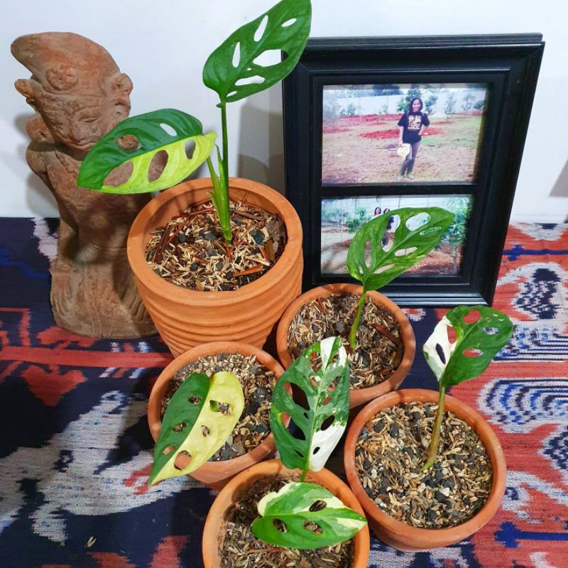 janda bolong varigata