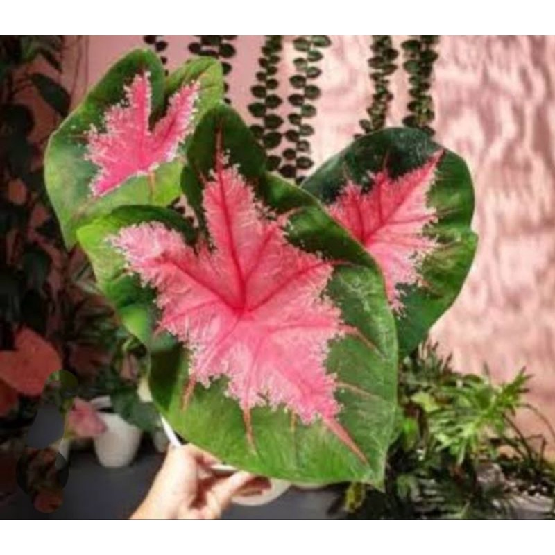 tanaman hias keladi jantung hati / caladium Ace of heart