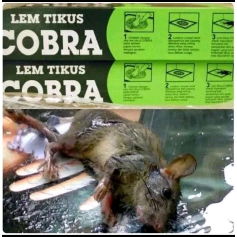 Lem Tikus Cobra Original / Lem Perangkap Tikus Super Lengket