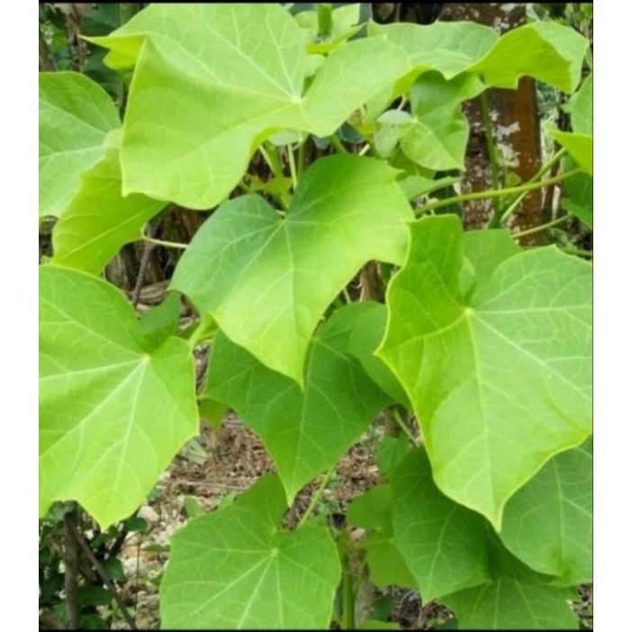 

Daun Jarak Segar/20 Lembar