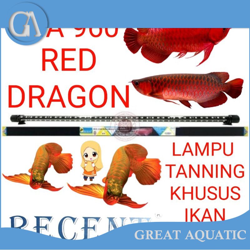 LAMPU TANNING AQUARIUM RCA 960 RED DRAGON RECENT